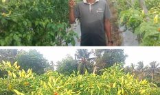 Inspirasi Dari Palas: Kades Bumi Asih Poniran Sukses Budidaya 4.000 Batang Cabe, Hasil Panen 1 Kwintal Sekali Petik